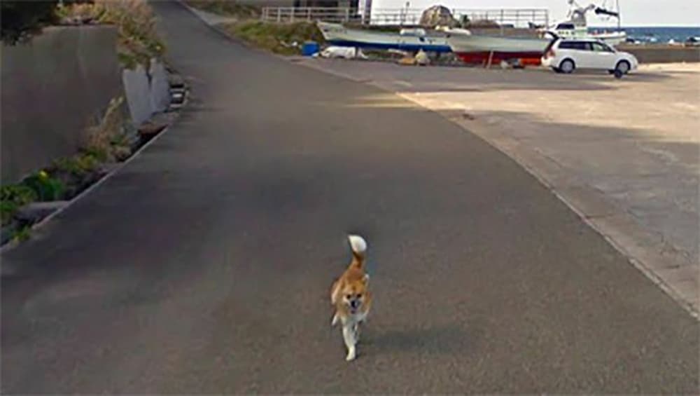 Dog Followed Google Street View Car in Japan and Ruined Every Photo on ...