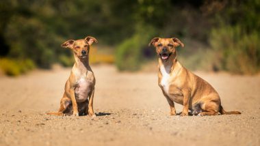 Crorepati Dogs! This Gujarat Village Has System to Ensure That Their Strays Are Well Taken Care of