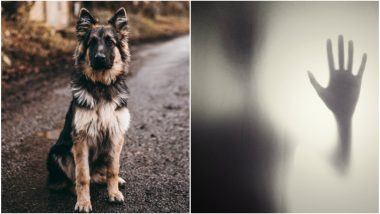 Can Dogs See Ghosts? Here Are 5 Things Which Dogs Are Capable of That Humans Can't