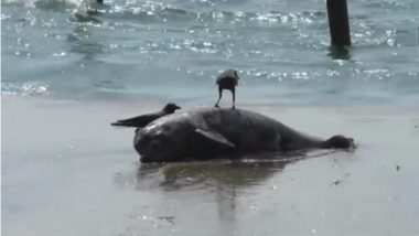 Carcass of Dolphin Washes Ashore Fort Kochi Beach in Kerala, Watch Video