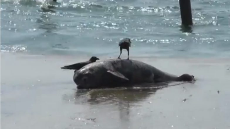 Mumbai: Dead Dolphin Washes Ashore Juhu Beach