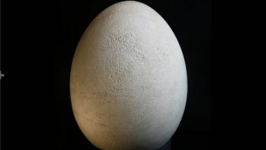Real Elephant Bird Egg Accidentally Discovered in New York Museum, Earlier Considered a Fake Model