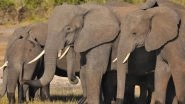 Elephant Wraps Man Defecating in Open in Trunk, Carries Him 50 Metres Away