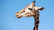 Giraffe Falls Into Deep Trench in Chennai's Vandalur Zoo, Suffocates to Death
