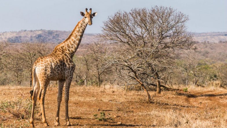 Bengaluru Welcomes Its First Giraffe, Gowri at the Bannerghatta Biological Park: Watch Video and Pic of New Guest