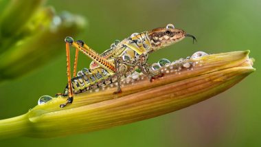 Fossil study revealed 200 million-year-old insect colour