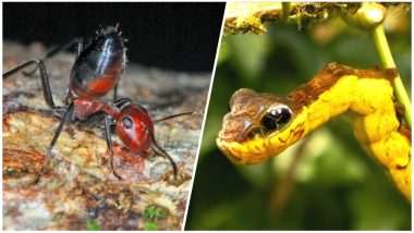 Exploding Ants to Snake Turning Caterpillar, The Defense Mechanisms of Some Insects are Proof of Amazing Nature