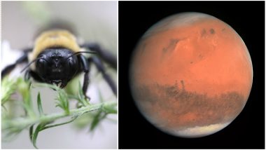 NASA Planning to Send Robot Bees to Mars for Exploration, Know All About 'Marsbees'