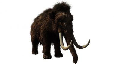 Woolly Mammoths to Make a Comeback? Scientists to Clone Giant Relatives of Elephants in Lab