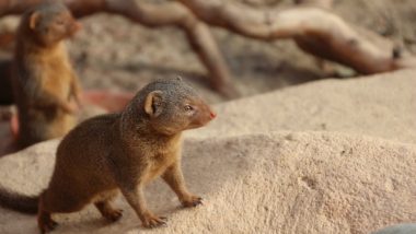 Mongoose Playing Dead For a Hornbill, Hilarious Video Will Crack You Up