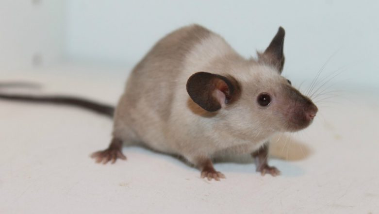 Rat Creates Ruckus in Andalusia’s Regional Parliament in Spain, Leaves Members Puzzled (Watch Video)