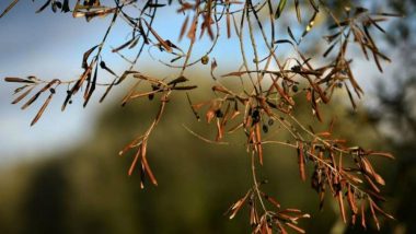 Deadly Olive Tree Bacterial Disease 'Xylella fastidiosa' Detected in Corsica