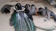 Rajasthan: 4 Peacocks Found Dead on Government Land in Bhilwara