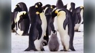 World Penguin Day 2018: Know The Answers to the Most Asked Questions About These Aquatic Birds