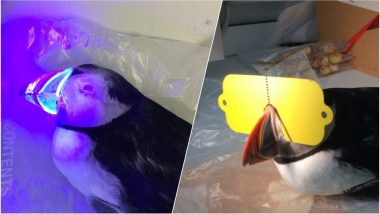 Puffin Beaks are Fluorescent, Researcher Develops Special Sunglasses to Study These Birds