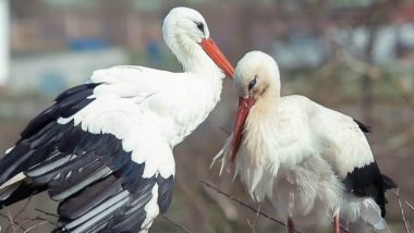 Love Story of Storks: The Faithful Bird Travels 13K km Every Year To Meet His Mate
