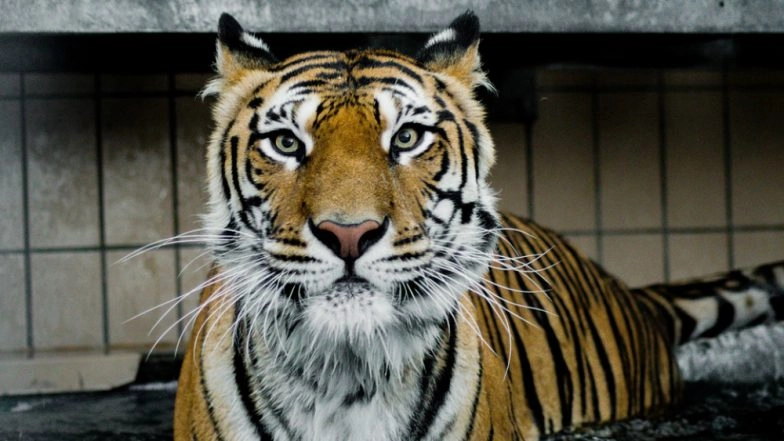 Male White Tiger to Mate Royal Bengal Tigress? National Zoological Park Delhi planning to Breed The Big Cats