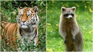Do You Know the Difference Between a Tiger and Racoon? New Yorkers Don't, Kill The Innocent Animal