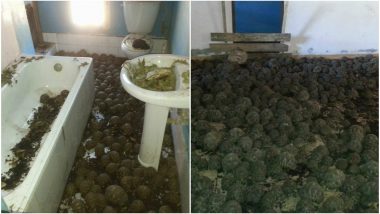 10,000 Stolen Endangered Tortoises Found in Madagascar House, Officials Speculate Poaching and Pet Trade