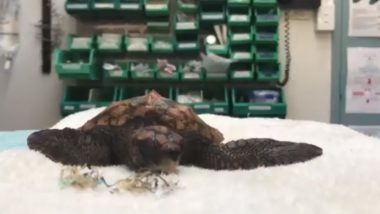 Baby Turtle Poops Plastic That it Swallowed in The Ocean, Watch Shocking Video