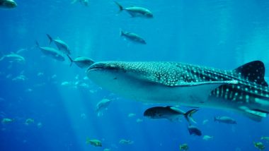 Puducherry: 18-Foot-Long Whale Shark Dies After Getting Trapped in Fishing Net, Buried