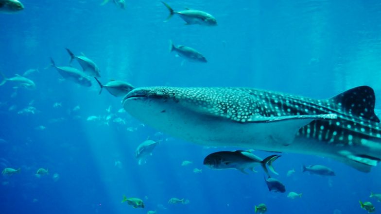 Whale Shark Migrates Approximately 20,000 Kilometers Creating the Longest Record by any Species