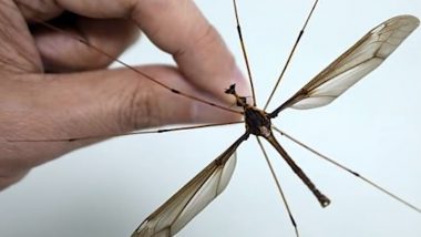 World's Biggest' Mosquito With 11.15 cm Long Wings Found in China (Watch Video)