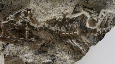 Paleontologists Identified 240-Million-Year-Old Lizard Fossil 'Ancestor' of All Reptiles