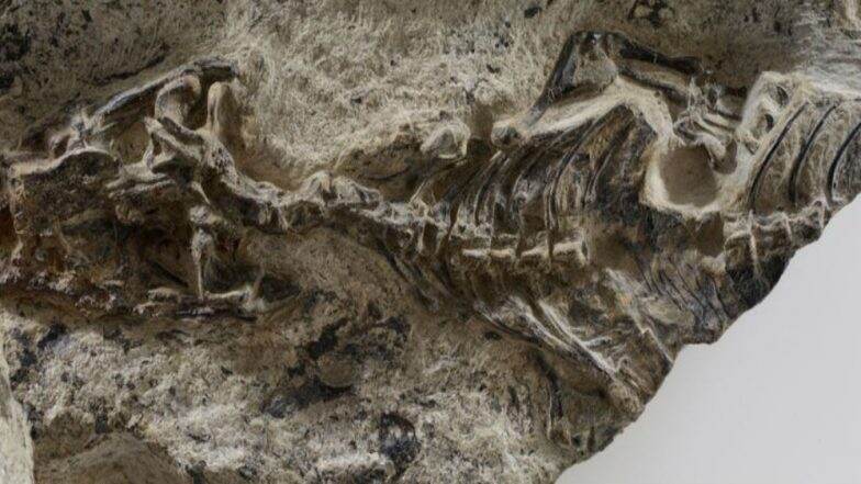 Paleontologists Identified 240-Million-Year-Old Lizard Fossil 'Ancestor ...