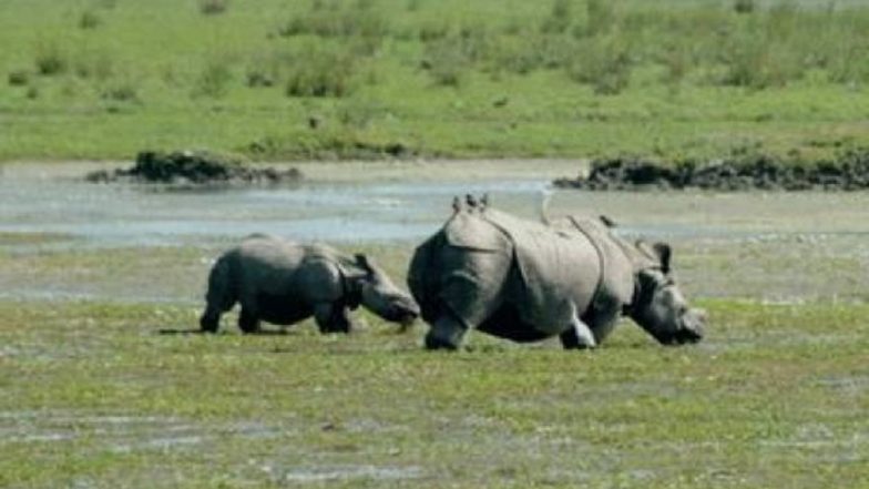Assam Floods: 66 Animals Die as Flood Waters Submerge Kaziranga National Park