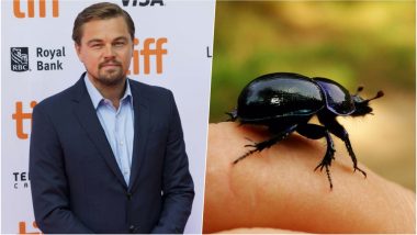 Leonardo DiCaprio Has New Beetle Species Named After Him (Watch Video)