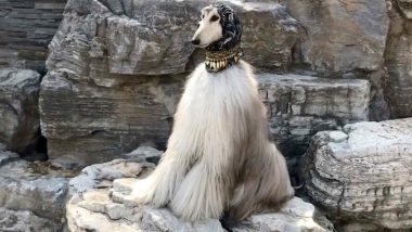 Chinese Man Spends Rs 25 Lakhs on His Glamorous Dog's Beauty Regime (Watch Video)