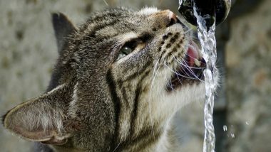 Animals Dying of Thirst: NGO Offers Water to Thirsty Animals in Two Villages of Bundi District