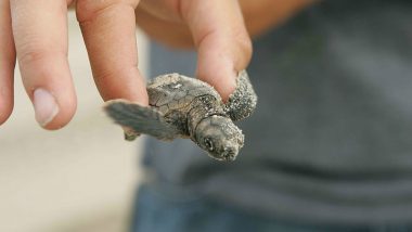 How Lower Temperature Turns a Baby Turtle Into a Male