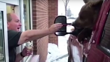 Canadian Zoo Faces Charges For Taking One-year-old Bear For Ice Cream (Watch Video)