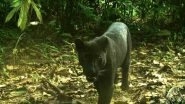 Black Panther Spotted in Odisha&rsquo;s Sundergarh Forest for the First Time (View Pics)