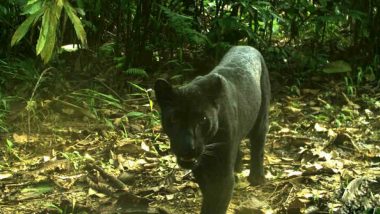 Black Panther Spotted in Odisha’s Sundergarh Forest for the First Time (View Pics)