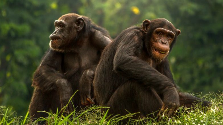 Chimps Sleep on Cleaner Beds Than Humans, Says Study