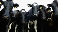 New Zealand to Slaughter Over 1,50,000 Cows to Cull Mycoplasma Bovis Disease