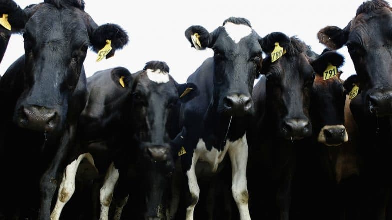 New Zealand to spend $600 million to eradicate cattle disease