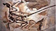 World&rsquo;s Oldest Dandruff Discovered on 125-Million-Year-Old Microraptor Dinosaur by Scientists