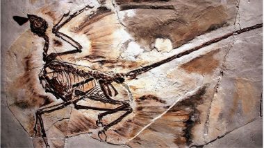 World’s Oldest Dandruff Discovered on 125-Million-Year-Old Microraptor Dinosaur by Scientists