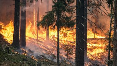 Jammu and Kashmir: Massive Forest Fire Breaks Out in Rajouri