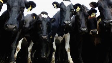 Uttar Pradesh: Farmers in Agra Lock Up Stray Cows in Government Schools