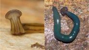 Giant Hammerhead Worms Which Invaded France Two Decades Ago Discovered Now