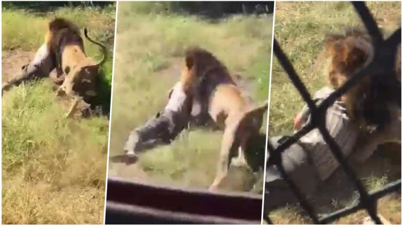 lion attacks man in safari park