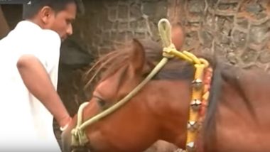 Rising Petrol and Diesel Prices Makes Mumbai Milkman Sell His Bike and Buy Horse for Milk Delivery: Watch Video