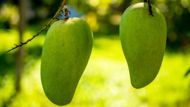 Mango Production Damaged in Uttar Pradesh Due to Severe Weather