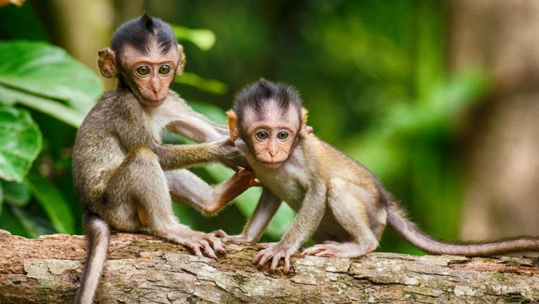 Monkeys in Meerut Take Away Blood Samples of Patients, Medical College Principal Says 'Not COVID-19 Swab Samples' After Panic Grips Area; Watch Video
