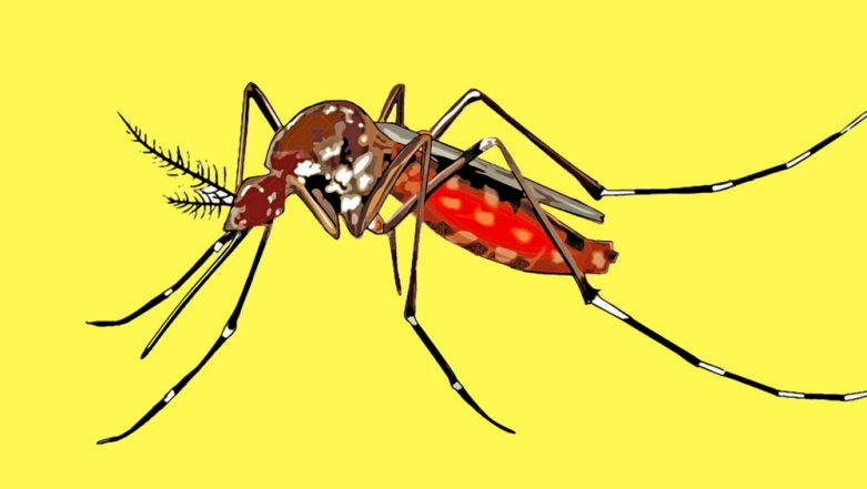 How to Prevent Dengue Mosquito Bites